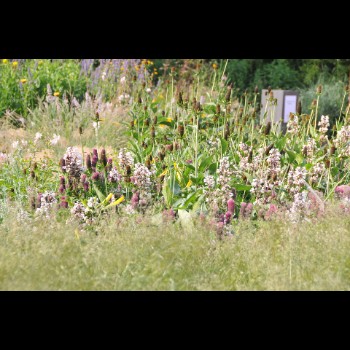 BOTANISCHE TUIN - ANTWERPEN (8)